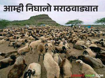 कोकणातील मेंढ्यांच्या कळपांचा मराठवाड्याकडे प्रवास सुरु - Marathi News | The flocks of sheep from Konkan begin their journey towards Marathwada | Latest News at Lokmat.com कोकणातील मेंढ्यांच्या कळपांचा मराठवाड्याकडे प्रवास सुरु - Marathi News | The flocks of sheep from Konkan begin their journey towards Marathwada | Latest News at Lokmat.com
