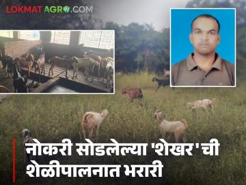 पारंपरिक भातशेती, भाजीपाला आणि ७५ शेळ्यांच्या कळपातून शेखरने निर्माण केले रोजगाराचे नवे मॉडेल - Marathi News | Shekhar created a new employment model from traditional rice farming, vegetables, and a herd of 75 goats | Latest News at Lokmat.com