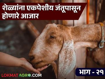 Goat Farming Disease : शेळ्यांतील रक्ती हगवण, लाल लघवी आजारावर उपचार काय? जाणून घ्या सविस्तर - Marathi News | Latest News Goat Farming disease Treatment for bloody diarrhea in goats, red urine disease Learn in detail | Latest News at Lokmat.com Goat Farming Disease : शेळ्यांतील रक्ती हगवण, लाल लघवी आजारावर उपचार काय? जाणून घ्या सविस्तर - Marathi News | Latest News Goat Farming disease Treatment for bloody diarrhea in goats, red urine disease Learn in detail | Latest News at Lokmat.com