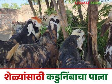 Neem For Goats : शेळ्यांसाठी कडुनिंबाचा पाला अनेक आजारांवर गुणकारी, जाणून घ्या सविस्तर  - Marathi News | Latest News Goat Farming Neem leaves are effective for goats farming against many diseases, know in detail | Latest News at Lokmat.com