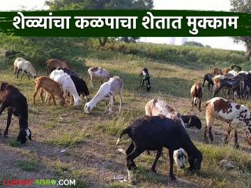 शेळ्यांचा कळप शेतात बसविण्यासाठी दिवसाला 500 रुपये का दिले जात आहेत?  - Marathi News | Latest News Why are you paying Rs. 500 per day to keep herd of goats in farm? | Latest News at Lokmat.com