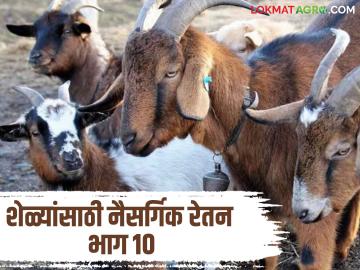 Goat Farming Guide : शेळ्यांसाठी नैसर्गिक रेतन पद्धत फायद्याची की तोटयाची? जाणून घ्या सविस्तर  - Marathi News | Latest News Goat Farming Is natural insemination method beneficial or Not for goats Know in detail | Latest News at Lokmat.com