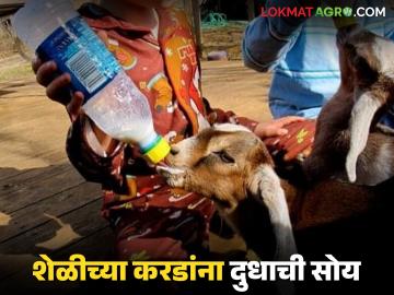 शेळीच्या करडांना पहिल्या पाच दिवसांत आईचं दूध न मिळाल्यास 'हा' उपाय करावा, वाचा सविस्तर - Marathi News | Latest News sheli Palan goat kids do not get mother's milk in first five days | Latest News at Lokmat.com शेळीच्या करडांना पहिल्या पाच दिवसांत आईचं दूध न मिळाल्यास 'हा' उपाय करावा, वाचा सविस्तर - Marathi News | Latest News sheli Palan goat kids do not get mother's milk in first five days | Latest News at Lokmat.com