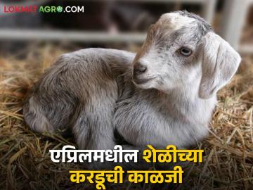 Goat Farming : जर एप्रिलमध्ये शेळीने करडूला जन्म दिला तर अशी काळजी घ्या, वाचा सविस्तर  - Marathi News | Latest News Goat farming goat gives birth to kid in April take these precautions read in detail | Latest News at Lokmat.com