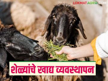 Goat Farming: उष्माघातापासून वाचविण्यासाठी शेळ्यांना काय खायला द्यावे? वाचा सविस्तर - Marathi News | Latest News Sheli Palan What should goats be fed to protect them from heatstroke Read in detail | Latest News at Lokmat.com Goat Farming: उष्माघातापासून वाचविण्यासाठी शेळ्यांना काय खायला द्यावे? वाचा सविस्तर - Marathi News | Latest News Sheli Palan What should goats be fed to protect them from heatstroke Read in detail | Latest News at Lokmat.com
