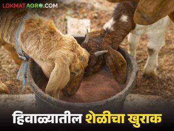 Goat Care : शेळीच्या दुधवाढीसाठी आहार कसा तयार करायचा, जाणून घ्या सविस्तर - Marathi News | Latest News Goat Diet Care Learn in detail how to prepare diet for increasing goat milk production. | Latest News at Lokmat.com Goat Care : शेळीच्या दुधवाढीसाठी आहार कसा तयार करायचा, जाणून घ्या सविस्तर - Marathi News | Latest News Goat Diet Care Learn in detail how to prepare diet for increasing goat milk production. | Latest News at Lokmat.com