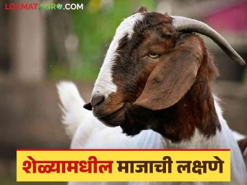 Goat Farming Guide : शेळी प्रजननाचे नियोजन करण्यासाठी 'या' गोष्टी लक्षात ठेवा, वाचा सविस्तर  - Marathi News | Latest News Goat Farming Guide Keep these things in mind when planning goat breeding, read in detail | Latest News at Lokmat.com