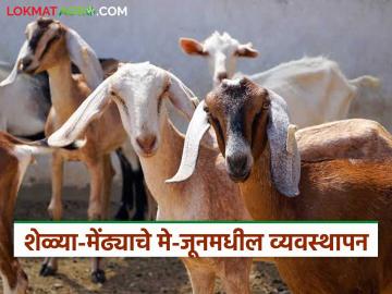 Goat Farming : अधिक तापमान अन् पावसाचा काळ, शेळ्या-मेंढ्यांची काळजी कशी घ्याल? - Marathi News | latest News Goat Farming How do you take care of goats and sheep during high temperatures and rainy season | Latest News at Lokmat.com Goat Farming : अधिक तापमान अन् पावसाचा काळ, शेळ्या-मेंढ्यांची काळजी कशी घ्याल? - Marathi News | latest News Goat Farming How do you take care of goats and sheep during high temperatures and rainy season | Latest News at Lokmat.com