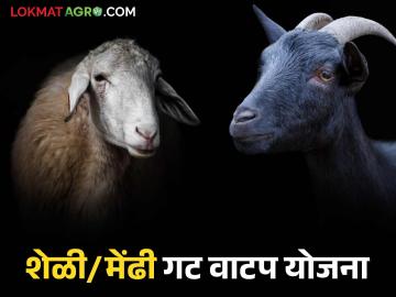 शेळ्या व मेंढ्या खरेदी योजनेसाठी ऑनलाईन अर्ज प्रक्रिया सुरु; जाणून घ्या सविस्तर - Marathi News | Online application process for purchasing goats and sheep through this scheme of Animal Husbandry Department has started; Know the details | Latest News at Lokmat.com शेळ्या व मेंढ्या खरेदी योजनेसाठी ऑनलाईन अर्ज प्रक्रिया सुरु; जाणून घ्या सविस्तर - Marathi News | Online application process for purchasing goats and sheep through this scheme of Animal Husbandry Department has started; Know the details | Latest News at Lokmat.com