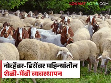 Winter Goat Sheep Care : नोव्हेंबर-डिसेंबर महिन्यात शेळ्या मेंढ्यांची काळजी कशी घ्याल? वाचा सविस्तर  - Marathi News | Latest news How to take care of goats and sheep in winter season Read in detail  | Latest News at Lokmat.com