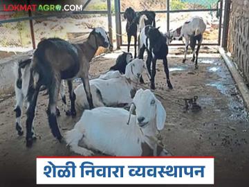 Goat Farming : पावसाळ्यात शेळ्यांच्या शेडच्या प्रवेशद्वाराजवळ चुना टाकण्याचे फायदे, वाचा सविस्तर - Marathi News | Latest News Sheli Palan Benefits of applying lime near entrance of goat sheds during monsoon | Latest News at Lokmat.com Goat Farming : पावसाळ्यात शेळ्यांच्या शेडच्या प्रवेशद्वाराजवळ चुना टाकण्याचे फायदे, वाचा सविस्तर - Marathi News | Latest News Sheli Palan Benefits of applying lime near entrance of goat sheds during monsoon | Latest News at Lokmat.com