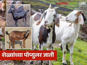 दुप्पट उत्पन्न देणाऱ्या शेळ्यांच्या 'या' तीन जाती निवडा अन् शेळीपालनात फायद्याच फायदा मिळवा - Marathi News | Choose these three breeds of goats that give double income and reap the benefits of goat farming | Latest News at Lokmat.com दुप्पट उत्पन्न देणाऱ्या शेळ्यांच्या 'या' तीन जाती निवडा अन् शेळीपालनात फायद्याच फायदा मिळवा - Marathi News | Choose these three breeds of goats that give double income and reap the benefits of goat farming | Latest News at Lokmat.com