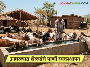 उन्हाळ्यात शेळ्यांना दररोज इतके लिटर पाणी पाजा, ही लस टोचून घ्या, जाणून घ्या सविस्तर