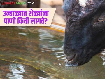 Goat Farming : उन्हाळ्यात शेळ्यांना दिवसाला पाणी किती लागते? ते कधी द्यावे? वाचा सविस्तर  - Marathi News | Latest News Goat Water Management How much water do goats need per day in summer Read in detail | Latest News at Lokmat.com