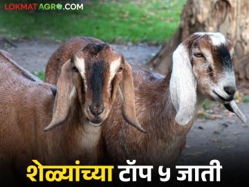 Goat Farming : या 5 जातींसह शेळीपालन व्यवसाय सुरू करा, चांगला नफा कमवता येईल! - Marathi News | Latest News Goat Farming Start a goat farming business with these 5 breeds, you can earn good profits! | Latest News at Lokmat.com