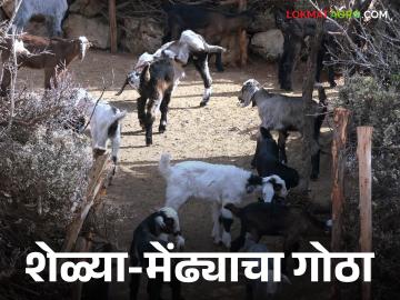 Sheli-Mendhi Gotha : शेळ्या अन् मेंढ्यासाठी गोठा कसा तयार करावा? जाणून घ्या सविस्तर  - Marathi News | Latest News Sheli-Mendhi Gotha How to make cowshed for goats and sheep Learn in detail | Latest News at Lokmat.com