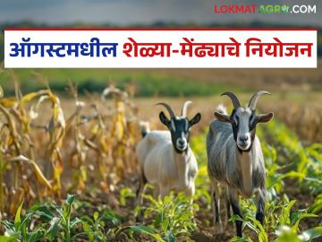 Goat Sheep Care : ऑगस्टमध्ये शेळ्या-मेंढयांना 'हे' लसीकरण करा, अनेक आजार टाळता येतील! - Marathi News | Latest News Get your goats and sheep vaccinated in August, many diseases can be prevented | Latest News at Lokmat.com Goat Sheep Care : ऑगस्टमध्ये शेळ्या-मेंढयांना 'हे' लसीकरण करा, अनेक आजार टाळता येतील! - Marathi News | Latest News Get your goats and sheep vaccinated in August, many diseases can be prevented | Latest News at Lokmat.com