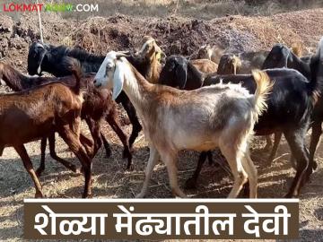 शेळ्या मेंढ्यांतील मरतूक रोखायची असेल तर गोट पॉक्स लस अवश्य द्या, वाचा सविस्तर  - Marathi News | Latest News prevent goat pox in sheep, give goat pox vaccine, read in detail | Latest News at Lokmat.com