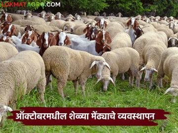 Goat Management : ऑक्टोबर महिन्यात शेळ्या-मेंढ्यांचे व्यवस्थापन कसे कराल? जाणून घ्या सविस्तर  - Marathi News | Latest News How to manage goats and sheep in the month of October Know in detail  | Latest News at Lokmat.com