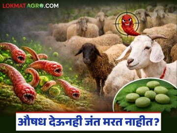 Shelyanchya Jantavar Upay : कमी खर्चात जंत नियंत्रण; जाणून घ्या डॉ. पंचभाईंच्या 'स्मार्ट गोळी'चे वैशिष्ट्य काय? - Marathi News | latest news Shelyanchya Jantavar Upay: Worm control at low cost; Know what is the feature of Dr. Panchbhai's 'Smart Pill'? | Latest agri-business News at Lokmat.com