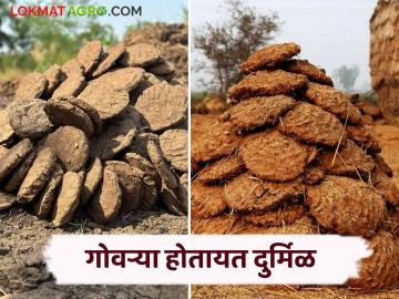 ग्रामीण संस्कृतीत शेणाच्या गोवऱ्या आणि शेतकऱ्याचं जीवन कशी होती यांची सांगड वाचा सविस्तर - Marathi News | A combination of cow dung cake and the life of a farmer in rural culture | Latest News at Lokmat.com