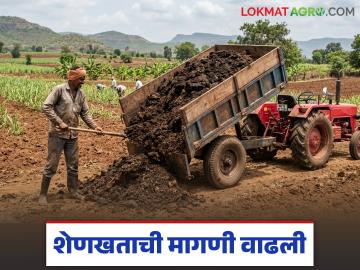 फळबागांसाठी शेणखताची मागणी वाढली; वाचा सिंगल व डबल ट्रॉलीला काय मिळतोय दर? फळबागांसाठी शेणखताची मागणी वाढली; वाचा सिंगल व डबल ट्रॉलीला काय मिळतोय दर?