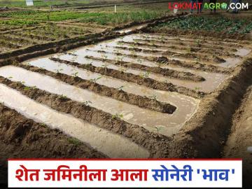 Shet Jamin: गेल्या ४२ वर्षांत दीडशे पटींनी वाढले शेत जमिनीचे भाव; जाणून घ्या काय आहे कारण - Marathi News | Shet Jamin: latest news Shet Jamin prices have increased by 150 times in the last 42 years; Find out why | Latest News at Lokmat.com