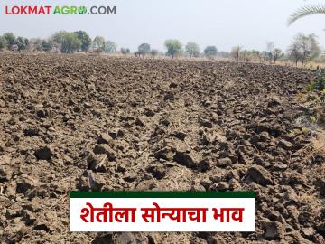 शेतीला चांगले दिवस येणार? मागील ४० वर्षांपासून कसे वाढत गेले शेतजमिनीचे भाव; वाचा सविस्तर - Marathi News | Will agriculture have better days? How have agricultural land prices increased over the last 40 years; Read in detail | Latest News at Lokmat.com शेतीला चांगले दिवस येणार? मागील ४० वर्षांपासून कसे वाढत गेले शेतजमिनीचे भाव; वाचा सविस्तर - Marathi News | Will agriculture have better days? How have agricultural land prices increased over the last 40 years; Read in detail | Latest News at Lokmat.com