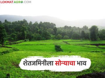 जमिनीला आलाय सोन्याचा भाव; शेतजमिनी विकण्याकडे शेतकऱ्यांचा का वाढतोय कल? वाचा सविस्तर - Marathi News | Land has become worth gold; Why are farmers increasingly inclined to sell their farmland? Read in detail | Latest News at Lokmat.com