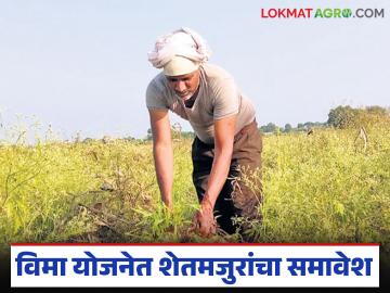 आता शेतमजूरांचाही अपघात झाल्यास दोन लाखांपर्यंत अनुदान, वाचा योजनेची संपूर्ण माहिती  - Marathi News | Latest News accident occurs to agricultural laborers, a subsidy of up to two lakhs will be given, read the complete details of the scheme | Latest News at Lokmat.com