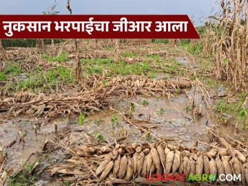 Nuksan Bharpai : फेब्रुवारी ते मे 2025 च्या कालावधीत झालेल्या अवकाळी पावसाची नुकसान भरपाई आली - Marathi News | Latest News Nuksan Bharpai Compensation for unseasonal rains from February to May 2025 | Latest News at Lokmat.com
