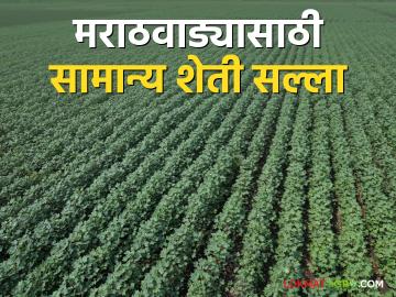 Agro Advisory : कोरड्या हवामानात अशी घ्या पिकांची काळजी - Marathi News | Agro Advisory: Take care of crops in dry weather like this | Latest News at Lokmat.com