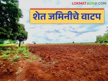 शेतकऱ्यांच्या बांधावर जाऊन शेतजमिनीचे वाटप, दक्षिण सोलापुरच्या या तहसीलदारांचा अनोखा उपक्रम; वाचा सविस्तर - Marathi News | Allocating agricultural land by going to farmers bunds, a unique initiative of this Tehsildar of South Solapur; Read in detail | Latest News at Lokmat.com