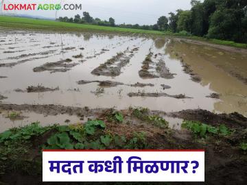 Kharif Crop Damage : आपत्तीग्रस्त शेतकऱ्यांचा टाहो; मदत करा... मदत करा! वाचा सविस्तर - Marathi News | latest news Kharif Crop Damage: Disaster-hit farmers in distress; Help... Help! Read in detail | Latest News at Lokmat.com Kharif Crop Damage : आपत्तीग्रस्त शेतकऱ्यांचा टाहो; मदत करा... मदत करा! वाचा सविस्तर - Marathi News | latest news Kharif Crop Damage: Disaster-hit farmers in distress; Help... Help! Read in detail | Latest News at Lokmat.com