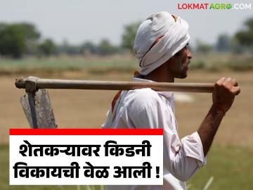 कर्ज फेडण्यासाठी चंद्रपूर जिल्ह्यातील शेतकऱ्याने चक्क किडनी विकली, काय आहे नेमकं प्रकरण  - Marathi News | Latest News Farmer sells kidney to pay off debt, what is real story in Chandrapur district | Latest farming-ideas News at Lokmat.com