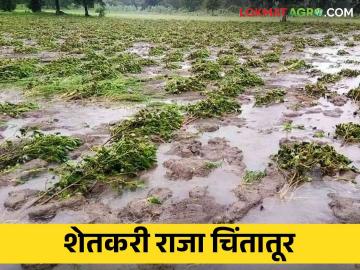डोळ्यांदेखत पिकांचे नुकसान; शेतकरीराजा चिंतातूर काय करावे सुचेना? - Marathi News | loss of crops on the eye; Farmer Raja Chintatur What to do? | Latest News at Lokmat.com