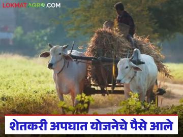 शेतकरी अपघात योजनेचे 'या' जिल्ह्यातील 80 शेतकऱ्यांना मिळाले, वाचा सविस्तर  - Marathi News | Latest News shetkari apghat yojana 80 farmers in Nashik district get Farmers Accident Scheme | Latest News at Lokmat.com