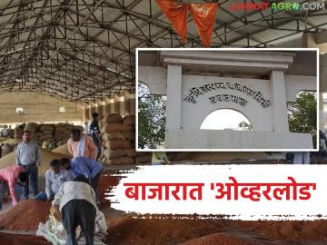 Shetmal Bajar Samiti : बाजारात ‘ओव्हरलोड’; शेतमाल वाढताच दरांवर दबाव वाचा सविस्तर - Marathi News | latest news Shetmal Bajar Samiti: 'Overload' in the market; Pressure on prices as agricultural products increase Read in detail | Latest News at Lokmat.com Shetmal Bajar Samiti : बाजारात ‘ओव्हरलोड’; शेतमाल वाढताच दरांवर दबाव वाचा सविस्तर - Marathi News | latest news Shetmal Bajar Samiti: 'Overload' in the market; Pressure on prices as agricultural products increase Read in detail | Latest News at Lokmat.com