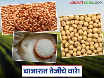 Shetmal Bajarbhav : शेतीमाल दर अपडेट: बाजारात तेजीचे वारे वाचा सविस्तर - Marathi News | latest news Shetmal Bajarbhav: Agricultural commodity price update: bullish winds in the market, read in detail | Latest News at Lokmat.com