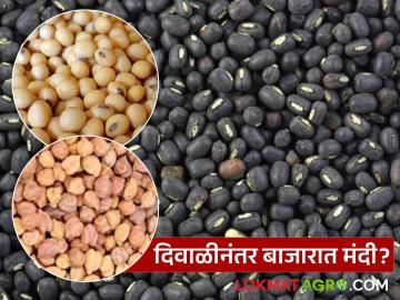 Shetmal Bajar Bhav : दिवाळीनंतर 'या' बाजारात मंदी; शेतकऱ्यांचा शेतमाल अडला भावात Shetmal Bajar Bhav : दिवाळीनंतर 'या' बाजारात मंदी; शेतकऱ्यांचा शेतमाल अडला भावात
