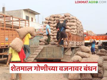शेतमाल बाजार समितीत विकताना गोणीची वजनमर्यादा ठरली; आता किती किलोची राहणार गोणी? - Marathi News | The weight limit of sacks has been fixed while selling them in the Agricultural Market Committee; now how many kgs will the sack weigh? | Latest market-yard News at Lokmat.com