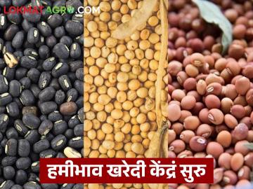 उडीद, सोयाबीन, तूर हमीभाव खरेदी केंद्र सुरु; एसएमएस आल्यानंतरच शेतमाल खरेदी केंद्रावर आणावा - Marathi News | Urad, soybean, tur guaranteed price purchase center started; Agricultural goods should be brought to the purchase center only after receiving SMS | Latest News at Lokmat.com