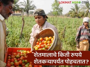 Agriculture News : शेतमाल विक्रीतून शेतकऱ्याला केवळ 'इतके' पैसे मिळतात? जाणून घ्या सविस्तर  - Marathi News | latest News Agriculture News only one-third of the price paid by consumer reaches farmer | Latest News at Lokmat.com