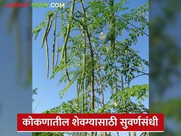 शेतकऱ्यांनो तुमच्याकडे वैशिष्ट्यपूर्ण शेवग्याचे झाड आहे? मग जिंका ही आकर्षक बक्षिसे - Marathi News | Farmers do you have such a unique drumstick tree? Then win these attractive prizes | Latest News at Lokmat.com