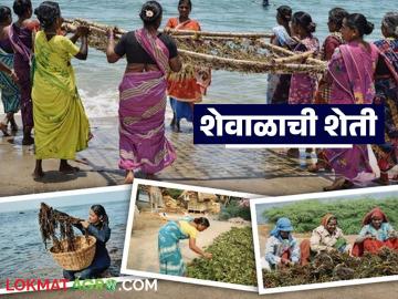 आता 'शेवाळ' शेतीमधून मिळतोय महिलांना रोजगार; वाचा कशी केली जाते शेवाळाची शेती? - Marathi News | Now women are getting employment from 'algae' farming; Read how is algae farming done? | Latest agri-business News at Lokmat.com
