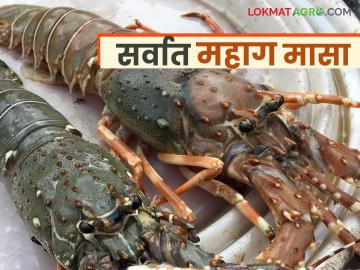 अलिबागमधील हा मासा केला जातो निर्यात; बाजारात मिळतोय किलोला १२०० रुपये दर - Marathi News | This fish from Alibaug is exported; It is fetching Rs 1200 per kg in the market | Latest News at Lokmat.com अलिबागमधील हा मासा केला जातो निर्यात; बाजारात मिळतोय किलोला १२०० रुपये दर - Marathi News | This fish from Alibaug is exported; It is fetching Rs 1200 per kg in the market | Latest News at Lokmat.com