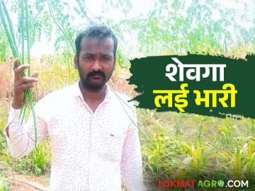 Drumstick १६ गुंठे शेवग्याची शेती आंतरपिकातुनही केली अधिकाची कमाई - Marathi News | Cultivation of 16 gunta of drumstick also earned more from inter-cropping | Latest News at Lokmat.com