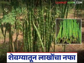 Shevga Farming : बदलत्या हवामानात शेवगा शेती ठरतेय शेतकऱ्यांचा आधार वाचा सविस्तर - Marathi News | latest news Shevga Farming: Shevga farming is becoming a support for farmers in a changing climate. Read in detail | Latest News at Lokmat.com