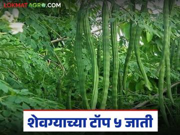 Shevga Variety: कमी कालावधीत, कमी पाण्यात अधिक उत्पादन देणाऱ्या शेवग्याच्या पाच जाती - Marathi News | Latest News Shevga sheti Five varieties of shevga that give more yield in less time and less water, read in detail | Latest News at Lokmat.com