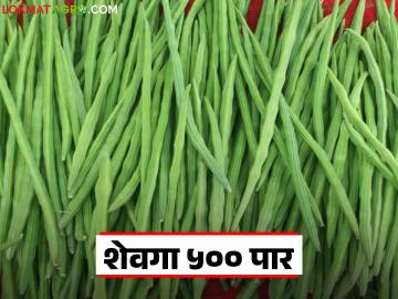 Shevga Bajar Bhav : पुणे बाजार समितीत शेवग्याच्या दराने केला नवा उच्चांक; वाचा कसा मिळतोय दर? - Marathi News | Shevga Bajar Bhav : Drumstick price hits new high in Pune Market Committee; Read how is the price being obtained? | Latest News at Lokmat.com